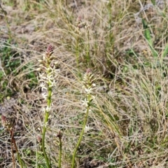Stackhousia monogyna (Creamy Candles) at Farrer, ACT - 11 Sep 2021 by Mike