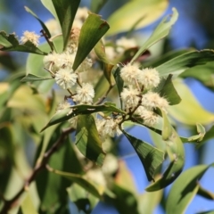 Acacia melanoxylon (Blackwood) at Wodonga Regional Park - 10 Sep 2021 by Kyliegw