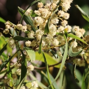 Acacia melanoxylon at Killara, VIC - 11 Sep 2021