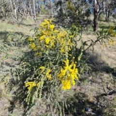 Acacia vestita (Hairy Wattle) at Farrer Ridge - 11 Sep 2021 by Mike