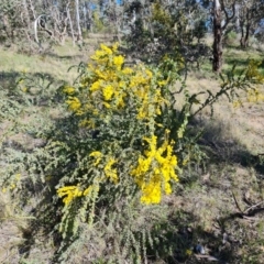 Acacia vestita (Hairy Wattle) at Farrer, ACT - 11 Sep 2021 by Mike