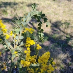 Acacia vestita at Farrer, ACT - 11 Sep 2021 02:28 PM