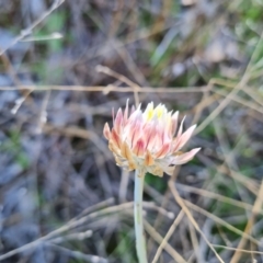 Leucochrysum albicans subsp. tricolor (Hoary Sunray) at Farrer, ACT - 11 Sep 2021 by Mike