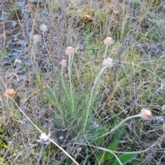 Leucochrysum albicans subsp. tricolor at Farrer, ACT - 11 Sep 2021