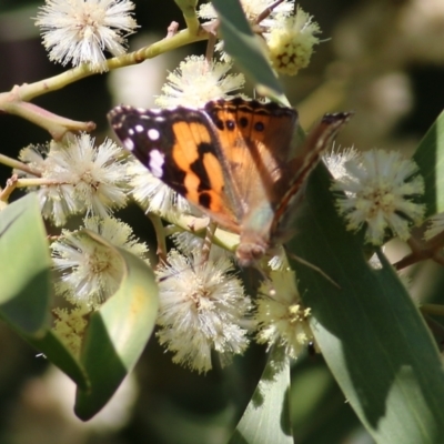 Vanessa kershawi (Australian Painted Lady) at Killara, VIC - 10 Sep 2021 by Kyliegw