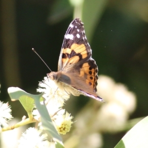 Vanessa kershawi at Killara, VIC - 11 Sep 2021