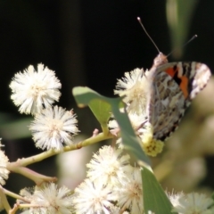 Vanessa kershawi at Killara, VIC - 11 Sep 2021