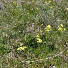 Diuris chryseopsis (Golden Moth) at Mcleods Creek Res (Gundaroo) - 11 Sep 2021 by MaartjeSevenster