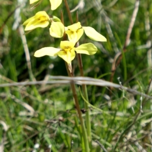 Diuris chryseopsis at Gundaroo, NSW - 11 Sep 2021