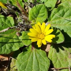 Cymbonotus sp. (preissianus or lawsonianus) (Bears Ears) at Farrer, ACT - 11 Sep 2021 by Mike