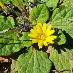 Cymbonotus sp. (preissianus or lawsonianus) at Farrer, ACT - 11 Sep 2021