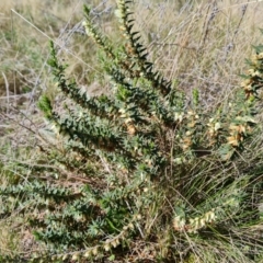 Melichrus urceolatus (Urn Heath) at Farrer Ridge - 11 Sep 2021 by Mike