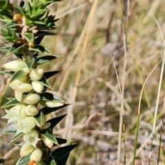 Melichrus urceolatus at Farrer, ACT - 11 Sep 2021