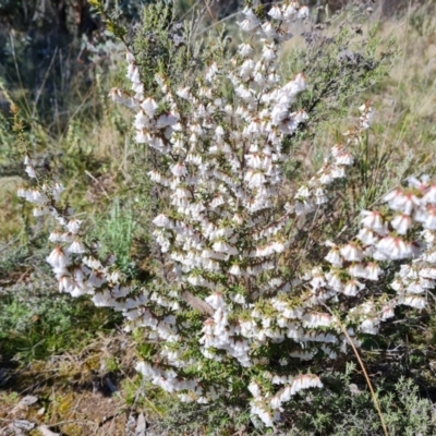 Leucopogon fletcheri subsp. brevisepalus (Twin Flower Beard-Heath) at Farrer Ridge - 11 Sep 2021 by Mike