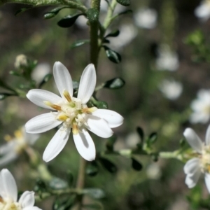 Olearia microphylla at Gundaroo, NSW - 11 Sep 2021