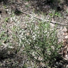Olearia microphylla at Gundaroo, NSW - 11 Sep 2021