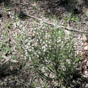 Olearia microphylla at Gundaroo, NSW - 11 Sep 2021