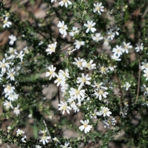 Olearia microphylla at Gundaroo, NSW - 11 Sep 2021