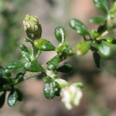 Olearia microphylla at Gundaroo, NSW - 11 Sep 2021