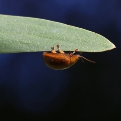 Paropsis augusta (A eucalypt leaf beetle) at Wodonga Regional Park - 10 Sep 2021 by Kyliegw