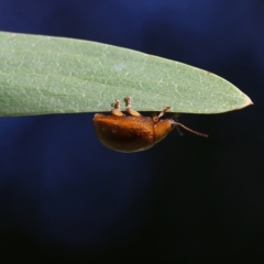 Paropsis augusta (A eucalypt leaf beetle) at Killara, VIC - 11 Sep 2021 by KylieWaldon