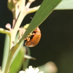 Paropsis augusta at Killara, VIC - 11 Sep 2021