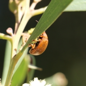 Paropsis augusta at Killara, VIC - 11 Sep 2021