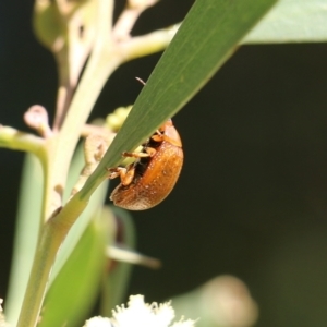 Paropsis augusta at Killara, VIC - 11 Sep 2021 09:56 AM