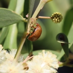 Paropsis augusta at Killara, VIC - 11 Sep 2021