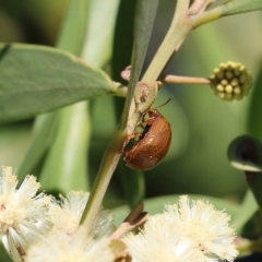 Paropsis augusta at Killara, VIC - 11 Sep 2021