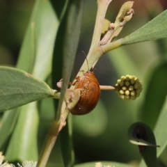 Paropsis augusta at Killara, VIC - 11 Sep 2021