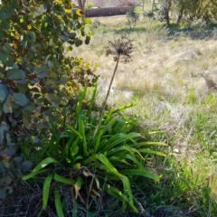 Agapanthus praecox subsp. orientalis (Agapanthus) at Farrer Ridge - 11 Sep 2021 by Mike