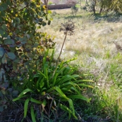 Agapanthus praecox subsp. orientalis (Agapanthus) at Farrer, ACT - 11 Sep 2021 by Mike