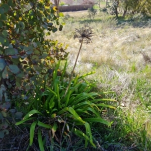 Agapanthus praecox subsp. orientalis at Farrer, ACT - 11 Sep 2021