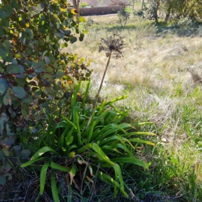 Agapanthus praecox subsp. orientalis (Agapanthus) at Farrer, ACT - 11 Sep 2021 by Mike