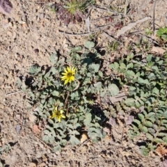 Arctotheca calendula (Capeweed, Cape Dandelion) at Farrer, ACT - 11 Sep 2021 by Mike