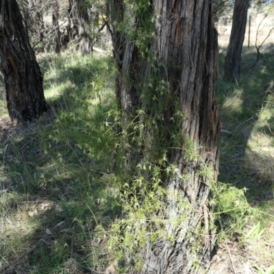 Clematis leptophylla (Small-leaf Clematis, Old Man's Beard) at Gundaroo, NSW - 11 Sep 2021 by MaartjeSevenster