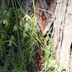 Clematis leptophylla at Gundaroo, NSW - 11 Sep 2021