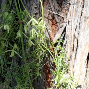 Clematis leptophylla at Gundaroo, NSW - 11 Sep 2021