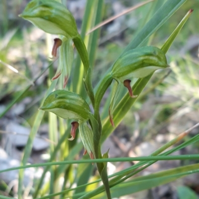 Bunochilus umbrinus (Broad-sepaled Leafy Greenhood) at Aranda Bushland - 7 Sep 2021 by mlech
