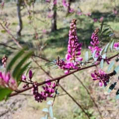 Indigofera australis subsp. australis (Australian Indigo) at Farrer, ACT - 11 Sep 2021 by Mike