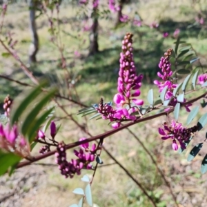 Indigofera australis subsp. australis at Farrer, ACT - 11 Sep 2021 02:51 PM