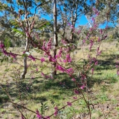 Indigofera australis subsp. australis at Farrer, ACT - 11 Sep 2021