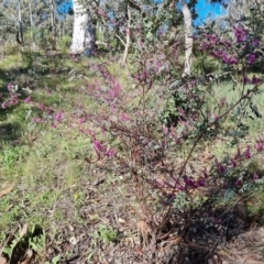 Indigofera australis subsp. australis at Farrer, ACT - 11 Sep 2021