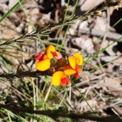 Dillwynia sericea (Egg And Bacon Peas) at Farrer, ACT - 11 Sep 2021 by Mike