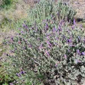 Lavandula stoechas at Farrer, ACT - 11 Sep 2021 02:43 PM