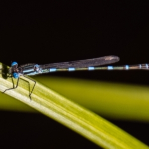 Austrolestes leda at Chapman, ACT - 11 Sep 2021 02:10 PM