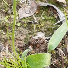 Glossodia major (Wax Lip Orchid) at Black Mountain - 10 Sep 2021 by mlech