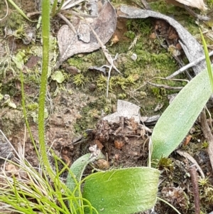 Glossodia major at Downer, ACT - 10 Sep 2021