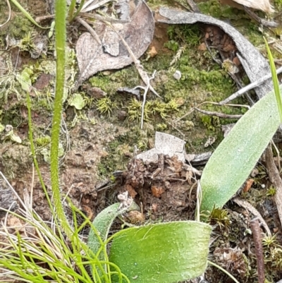 Glossodia major (Wax Lip Orchid) at Black Mountain - 10 Sep 2021 by mlech